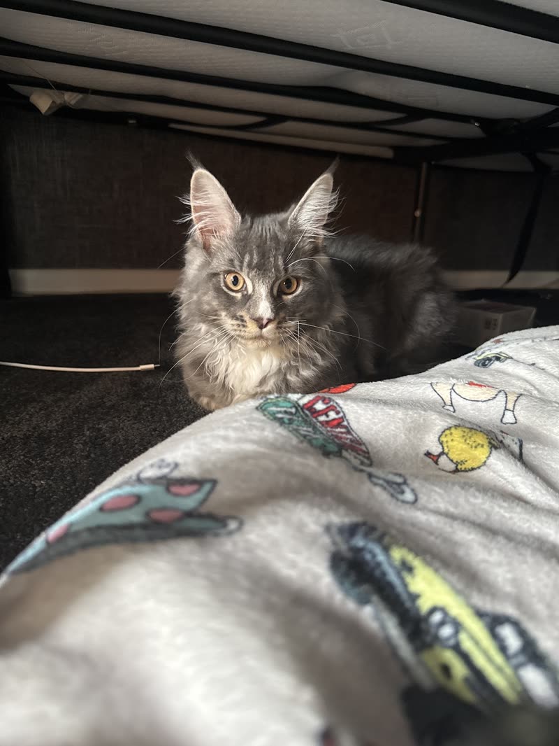 A fluffy grey long-haired tabby cat looking out from under a bed