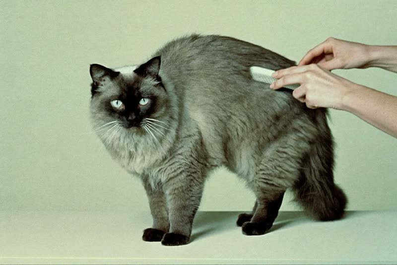 A cat being combed on a grooming table