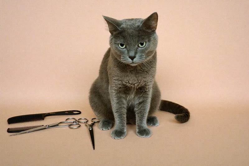 A cat sitting beside a set of grooming tools