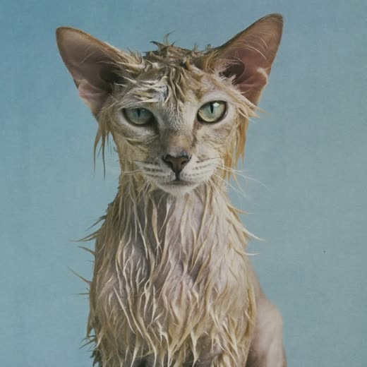 A cat with damp fur after a bath