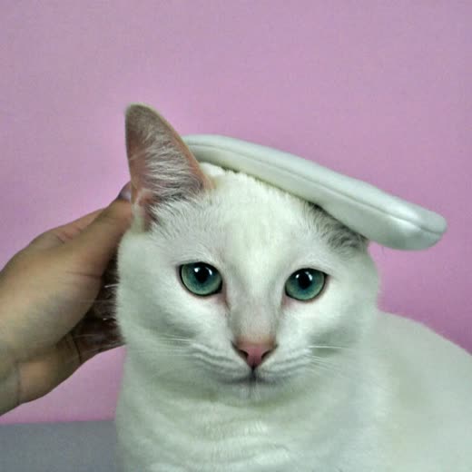 A cat's ear being gently cleaned
